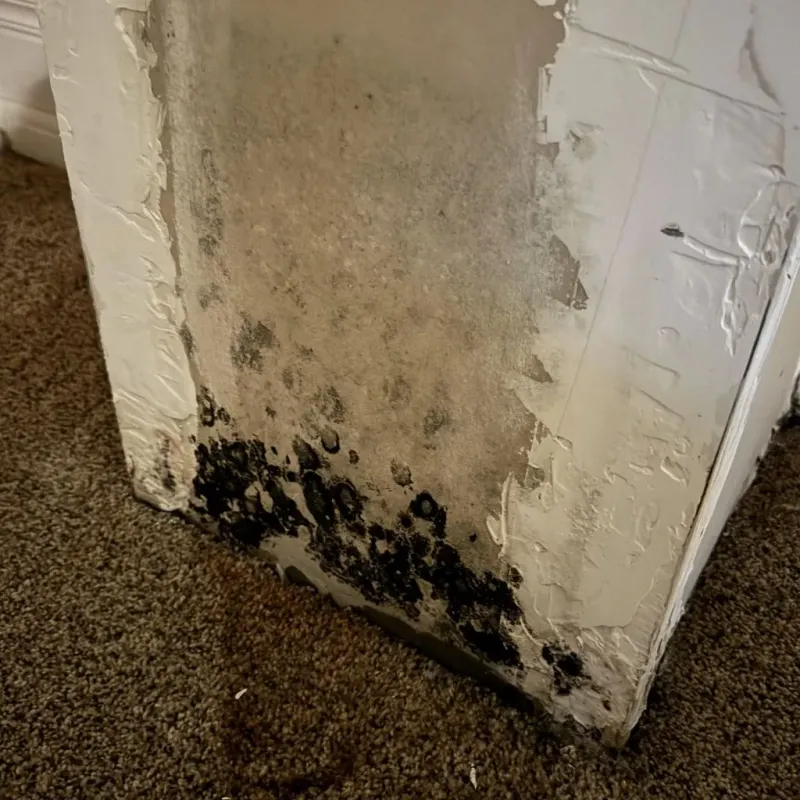 Professional Mold Removal in Cambridge, IL